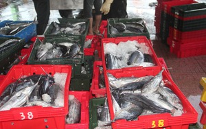 Hầm tàu cá ngư dân Bình Định “chật ních” cá ngừ sọc dưa, mỗi tàu chở hàng chục tấn cập bờ