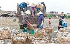 La liệt các loại tôm, cua, cá, mực,... tươi ngon ở chợ cá Hải Bình nằm bên cửa biển Lạch Bạng