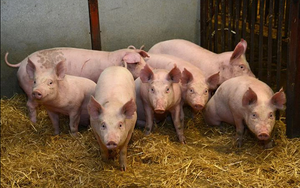 Giá lợn hơi vẫn tiếp tục giảm, nhiều lo lắng