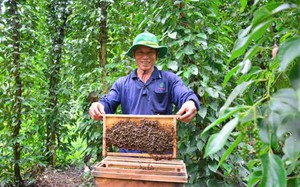 Độc đáo mô hình nuôi ong mật, nuôi cá sặc rằn trong vườn tiêu của một cán bộ Hội Nông dân Kiên Giang