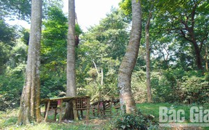 Khu rừng thiêng 2ha ở Bắc Giang có 