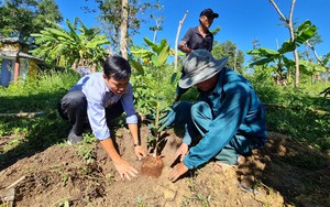 Vì sao măng cụt lại được xem là cây “Nữ Hoàng” tại huyện Tiên Phước ở Quảng Nam, dân đang trồng thêm nhiều?
