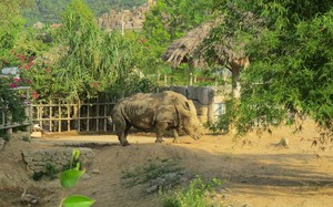 6 con tê giác chết ở Nghệ An là loài tê giác 2 sừng, mỗi cá thể nặng hơn 1 tấn, đã được tiêu huỷ