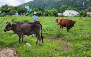 Kiên Giang: Bắt giữ đối tượng trộm 7 con trâu, 4 con bò của nông dân