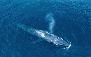 Thanh Hóa: Cá voi khổng lồ xuất hiện tại biển Hoằng Hóa