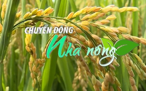 Chuyển động Nhà nông 20/9: Việt Nam, Thái Lan sẽ họp bàn tăng giá gạo xuất khẩu vào đầu tháng 10