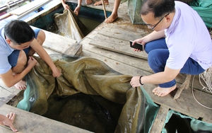 Nuôi cá lồng dưới hồ thủy điện, có cả cá quý hiếm, nông dân Bắc Mê ở Hà Giang nhà nào nuôi là khá giả