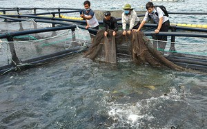 Khai thác, nuôi trồng thủy sản Khánh Hòa đạt trên 87.500 tấn