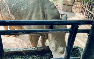 Nghệ An: Công an vào cuộc vụ 6 con tê giác chết tại khu sinh thái ở Diễn Lâm