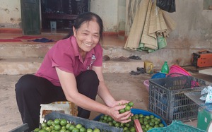 Một phụ nữ ở Hoà Bình "trồng đủ thứ cây" được bình chọn là "Nông dân Việt Nam xuất sắc 2022"