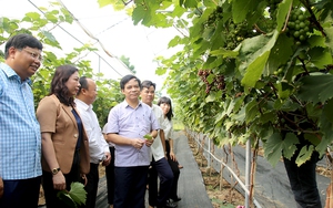 Huyện Thanh Sơn ở Phú Thọ có hơn 33.800 nông dân sản xuất, kinh doanh giỏi, có hộ doanh thu 5 tỷ/năm