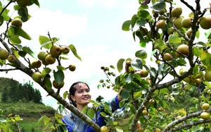 Hội Nông dân Lào Cai hỗ trợ nông dân xây dựng, vận hành các loại hình du lịch công đồng