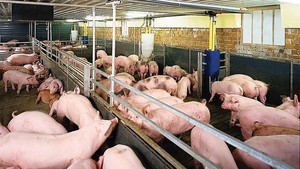 Giá thịt lợn biến động thất thường: Người chăn nuôi e dè tái đàn