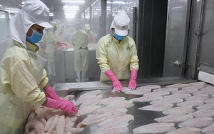 Bất ngờ: Giá một loài cá của Việt Nam bán sang Mỹ tăng 56%