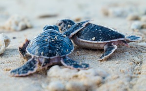 Làm tổ trên bãi cát, đây là nơi rùa biển về đẻ trứng nhiều nhất Việt Nam