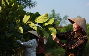 Nông dân Việt Nam xuất sắc 2022 đến từ Bắc Giang, nghỉ nghề giáo làm nghề nông, trồng cây công trình lãi tiền tỷ