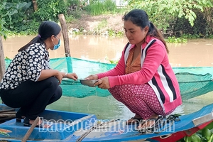 Sóc Trăng: Thả 6.000 con cá lóc trong vèo, sau gần 4 tháng nuôi bắt được hàng tấn, bán lãi 60 triệu đồng