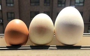 Dinh dưỡng của trứng gà, trứng vịt và trứng ngỗng có khác nhau?