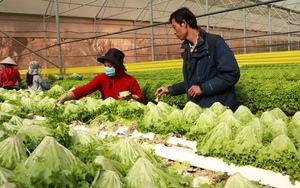 Giá rau củ VietGAP ở Lâm Đồng vẫn ổn định, có loại tăng gấp 3 lần