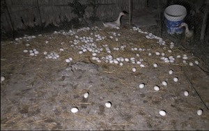 Nuôi loài đẻ mấy tháng liền, đêm nhặt trứng, sáng ra nông dân Sóc Trăng cầm hơn 6 triệu &quot;chắc cú&quot;