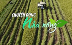 Chuyển động Nhà nông 23/9: Hà Nội khẩn trương thu hoạch lúa mùa