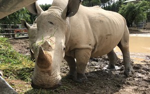 6 con tê giác hai sừng chết tại khu sinh thái Diễn Lâm, hiện còn mấy con tê giác nuôi ở Nghệ An?