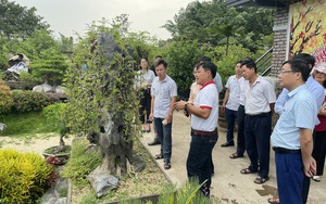 Một làng ở Hà Nội thu hàng chục tỷ đồng nhờ làm đẹp cho cây, du khách thích thú đến xem  