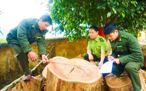 Lai Châu: Tạm giữ gần 15 mét khối gỗ, 1 xe ô tô ở Sìn Hồ
