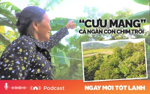 "Cưu mang" cả ngàn con chim trời