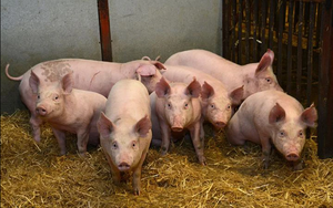 Giá lợn hơi có thể sớm giảm "mất đầu số 6"