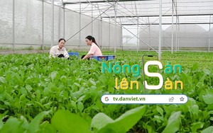 NÔNG SẢN LÊN SÀN: Nữ nông dân 8X và hành trình hiện thực hoá giấc mơ trồng rau sạch 