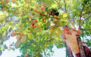 Thứ trái đặc sản này đang chín vàng, chín đỏ ở Lâm Đồng, vườn nào cũng xôn xao kẻ ra người vào 