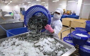 Xuất khẩu tôm cán mốc 3 tỷ USD sau 8 tháng