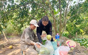 Lần đầu tiên trái bưởi đặc sản này ở Hải Dương được cấp mã vùng trồng để xuất khẩu đi Canada, Singapore, Nga