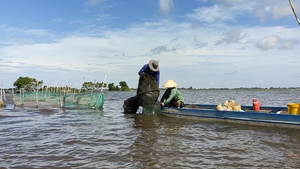 Mùa nước nổi về biên giới Tân Châu, ngư dân dỡ ụ bất ngờ &quot;vớ bẫm&quot; 200 con lươn giống