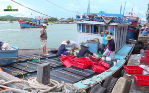 Quảng Ngãi: Chuyến ra khơi đang dang dở, hàng trăm tàu cá quay đầu về bờ để bán chạy bão