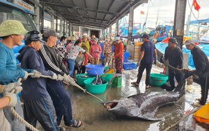 Bão số 4 đang tiến vào đất liền, ngư dân iền Trung lên cảng ở Khánh Hòa bán chạy hải sản