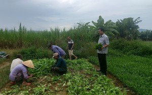 Hội Nông dân Đà Nẵng tích cực hỗ trợ nông dân thu hoạch rau màu 