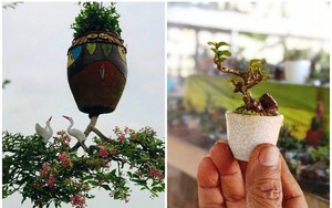 2 vườn cây cảnh bonsai ở Quảng Nam và Khánh Hòa có gì độc đáo mà xác lập kỷ lục ở Việt Nam?