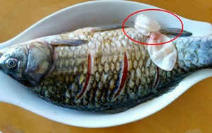 3 bộ phận đắt nhất của con cá “sánh ngang” với tổ yến, người Việt toàn vứt đi
