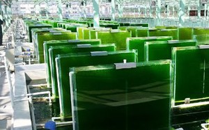 Công nghệ nuôi trồng tảo xoắn hiện đại trong nhà kính