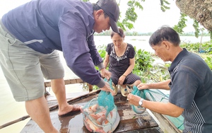 Quảng Nam: Người dân ven sông trúng đậm cá sau bão Noru