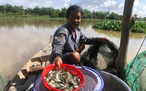 Lũ về đầu nguồn sông Hậu nước chảy đục ngầu, chợ quê An Giang bày bán la liệt cá đồng đặc sản - Ảnh 7.