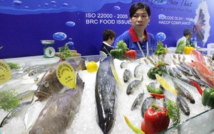 Thiệt hại tới 518 triệu USD, nếu Ủy ban châu Âu rút thẻ đỏ IUU với nghề cá Việt Nam