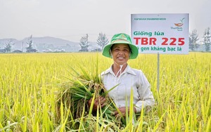 Bộ đôi giống lúa TBR225 có gen kháng bạc lá, TBR97 tiếp tục khẳng định tính ưu việt