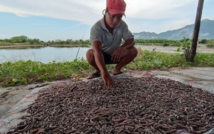 Nuôi con đặc sản ví như "nhân sâm biển", mở ra hướng làm giàu cho nông dân Khánh Hòa