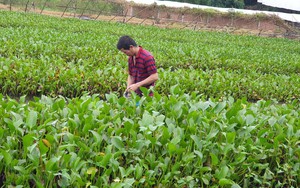 Một nông dân Phú Yên đào ao nuôi ốc đặc sản, trồng 100ha rừng, đốt than củi keo lai bán sang Hàn Quốc