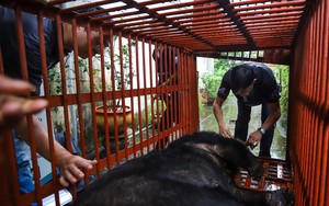 Hình ảnh cứu hộ thành công cá thể gấu 19 tuổi, nặng 160 kg tại Hà Nội