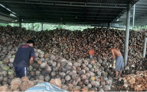 Trái dừa ở miền Tây rớt giá thê thảm do mưa bão kéo dài