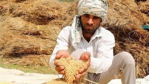 Ấn Độ bảo vệ quyết định cấm xuất khẩu gạo, lúa mì của tại WTO